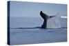 Tail Fluke of a Diving Humpback Whale (Megaptera Novaeangliae) Disko Bay, Greenland, August 2009-Jensen-Stretched Canvas