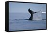 Tail Fluke of a Diving Humpback Whale (Megaptera Novaeangliae) Disko Bay, Greenland, August 2009-Jensen-Framed Stretched Canvas