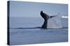 Tail Fluke of a Diving Humpback Whale (Megaptera Novaeangliae) Disko Bay, Greenland, August 2009-Jensen-Stretched Canvas