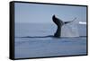 Tail Fluke of a Diving Humpback Whale (Megaptera Novaeangliae) Disko Bay, Greenland, August 2009-Jensen-Framed Stretched Canvas