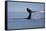 Tail Fluke of a Diving Humpback Whale (Megaptera Novaeangliae) Disko Bay, Greenland, August 2009-Jensen-Framed Stretched Canvas