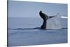 Tail Fluke of a Diving Humpback Whale (Megaptera Novaeangliae) Disko Bay, Greenland, August 2009-Jensen-Stretched Canvas