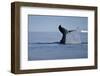 Tail Fluke of a Diving Humpback Whale (Megaptera Novaeangliae) Disko Bay, Greenland, August 2009-Jensen-Framed Premium Photographic Print