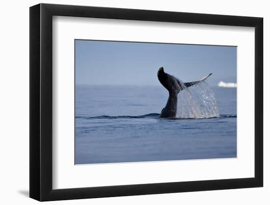 Tail Fluke of a Diving Humpback Whale (Megaptera Novaeangliae) Disko Bay, Greenland, August 2009-Jensen-Framed Premium Photographic Print