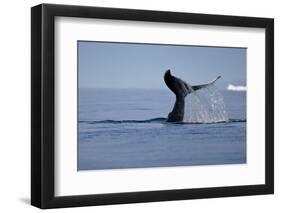 Tail Fluke of a Diving Humpback Whale (Megaptera Novaeangliae) Disko Bay, Greenland, August 2009-Jensen-Framed Premium Photographic Print