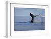 Tail Fluke of a Diving Humpback Whale (Megaptera Novaeangliae) Disko Bay, Greenland, August 2009-Jensen-Framed Premium Photographic Print