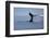 Tail Fluke of a Diving Humpback Whale (Megaptera Novaeangliae) Disko Bay, Greenland, August 2009-Jensen-Framed Photographic Print