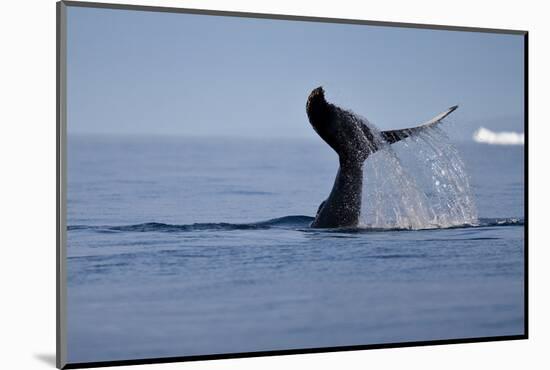 Tail Fluke of a Diving Humpback Whale (Megaptera Novaeangliae) Disko Bay, Greenland, August 2009-Jensen-Mounted Photographic Print