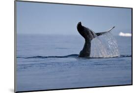 Tail Fluke of a Diving Humpback Whale (Megaptera Novaeangliae) Disko Bay, Greenland, August 2009-Jensen-Mounted Photographic Print