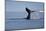 Tail Fluke of a Diving Humpback Whale (Megaptera Novaeangliae) Disko Bay, Greenland, August 2009-Jensen-Mounted Photographic Print