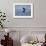 Tail Fluke of a Diving Humpback Whale (Megaptera Novaeangliae) Disko Bay, Greenland, August 2009-Jensen-Framed Photographic Print displayed on a wall