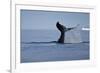 Tail Fluke of a Diving Humpback Whale (Megaptera Novaeangliae) Disko Bay, Greenland, August 2009-Jensen-Framed Photographic Print