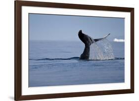 Tail Fluke of a Diving Humpback Whale (Megaptera Novaeangliae) Disko Bay, Greenland, August 2009-Jensen-Framed Photographic Print