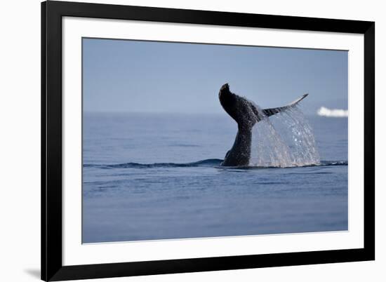 Tail Fluke of a Diving Humpback Whale (Megaptera Novaeangliae) Disko Bay, Greenland, August 2009-Jensen-Framed Photographic Print