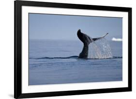 Tail Fluke of a Diving Humpback Whale (Megaptera Novaeangliae) Disko Bay, Greenland, August 2009-Jensen-Framed Photographic Print