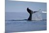 Tail Fluke of a Diving Humpback Whale (Megaptera Novaeangliae) Disko Bay, Greenland, August 2009-Jensen-Mounted Photographic Print