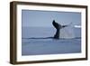 Tail Fluke of a Diving Humpback Whale (Megaptera Novaeangliae) Disko Bay, Greenland, August 2009-Jensen-Framed Photographic Print