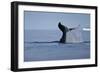 Tail Fluke of a Diving Humpback Whale (Megaptera Novaeangliae) Disko Bay, Greenland, August 2009-Jensen-Framed Photographic Print