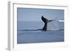 Tail Fluke of a Diving Humpback Whale (Megaptera Novaeangliae) Disko Bay, Greenland, August 2009-Jensen-Framed Photographic Print