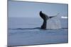 Tail Fluke of a Diving Humpback Whale (Megaptera Novaeangliae) Disko Bay, Greenland, August 2009-Jensen-Mounted Photographic Print