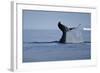 Tail Fluke of a Diving Humpback Whale (Megaptera Novaeangliae) Disko Bay, Greenland, August 2009-Jensen-Framed Photographic Print