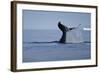 Tail Fluke of a Diving Humpback Whale (Megaptera Novaeangliae) Disko Bay, Greenland, August 2009-Jensen-Framed Photographic Print