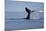 Tail Fluke of a Diving Humpback Whale (Megaptera Novaeangliae) Disko Bay, Greenland, August 2009-Jensen-Mounted Photographic Print