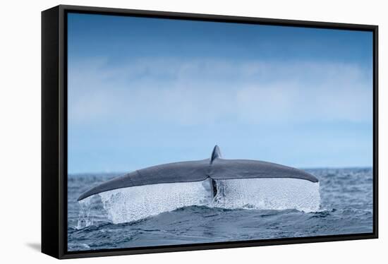 Tail fluke of Blue whale  diving, Atlantic Ocean-Franco Banfi-Framed Stretched Canvas