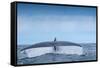 Tail fluke of Blue whale  diving, Atlantic Ocean-Franco Banfi-Framed Stretched Canvas