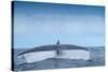 Tail fluke of Blue whale  diving, Atlantic Ocean-Franco Banfi-Stretched Canvas