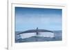 Tail fluke of Blue whale  diving, Atlantic Ocean-Franco Banfi-Framed Photographic Print