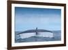 Tail fluke of Blue whale  diving, Atlantic Ocean-Franco Banfi-Framed Photographic Print