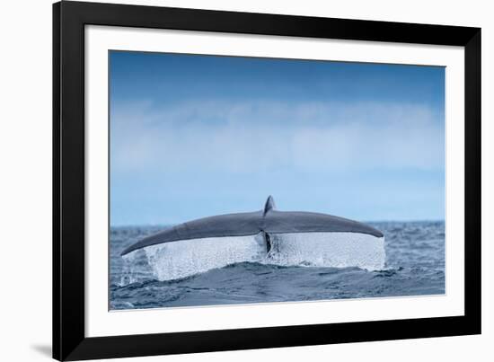 Tail fluke of Blue whale  diving, Atlantic Ocean-Franco Banfi-Framed Photographic Print