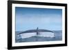 Tail fluke of Blue whale  diving, Atlantic Ocean-Franco Banfi-Framed Photographic Print