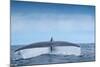 Tail fluke of Blue whale  diving, Atlantic Ocean-Franco Banfi-Mounted Photographic Print