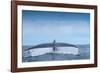 Tail fluke of Blue whale  diving, Atlantic Ocean-Franco Banfi-Framed Photographic Print