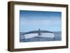 Tail fluke of Blue whale  diving, Atlantic Ocean-Franco Banfi-Framed Photographic Print