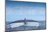 Tail fluke of Blue whale  diving, Atlantic Ocean-Franco Banfi-Mounted Photographic Print