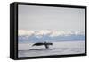 Tail Fluke of Diving Humpback Whale in Frederick Sound-null-Framed Stretched Canvas