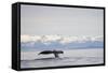 Tail Fluke of Diving Humpback Whale in Frederick Sound-null-Framed Stretched Canvas