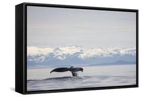 Tail Fluke of Diving Humpback Whale in Frederick Sound-null-Framed Stretched Canvas