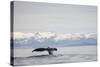 Tail Fluke of Diving Humpback Whale in Frederick Sound-null-Stretched Canvas
