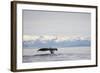 Tail Fluke of Diving Humpback Whale in Frederick Sound-null-Framed Photographic Print