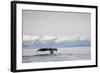 Tail Fluke of Diving Humpback Whale in Frederick Sound-null-Framed Photographic Print