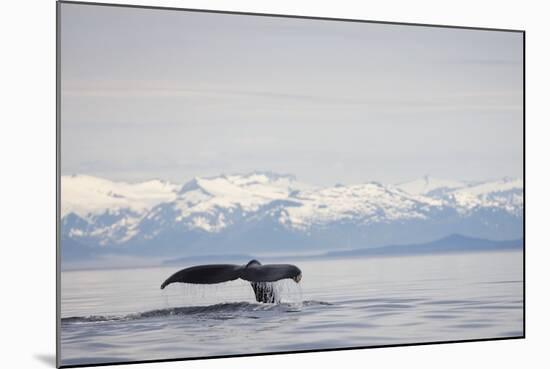 Tail Fluke of Diving Humpback Whale in Frederick Sound-null-Mounted Photographic Print