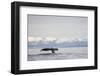 Tail Fluke of Diving Humpback Whale in Frederick Sound-null-Framed Photographic Print