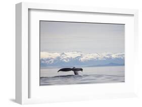 Tail Fluke of Diving Humpback Whale in Frederick Sound-null-Framed Photographic Print