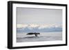 Tail Fluke of Diving Humpback Whale in Frederick Sound-null-Framed Photographic Print