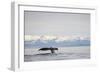 Tail Fluke of Diving Humpback Whale in Frederick Sound-null-Framed Photographic Print