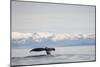 Tail Fluke of Diving Humpback Whale in Frederick Sound-null-Mounted Photographic Print